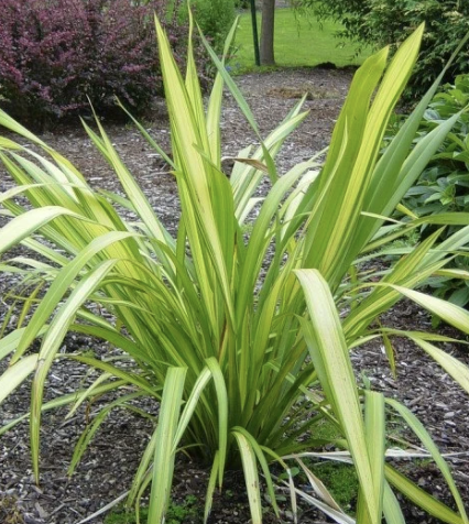 Phormium ‘Gold Sword’