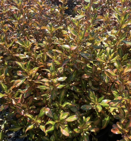 Coprosma ‘Evening Glow’ (Mirror Plant)