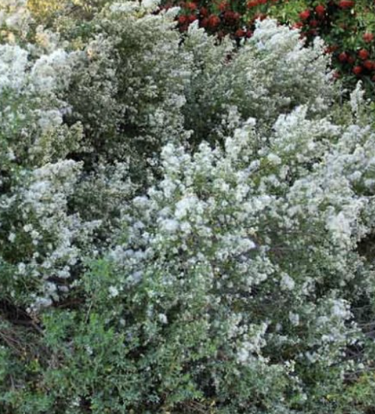 Baccharis Pilularis (Coyote Brush)