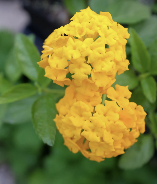 Lantana ‘New Gold’