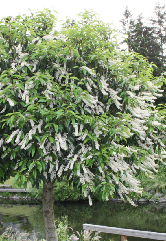 Prunus lusitanica (Portuguese Laurel)