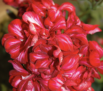 Pelargonium Peltatum ‘Red Ice’ (Ivy Geranium)