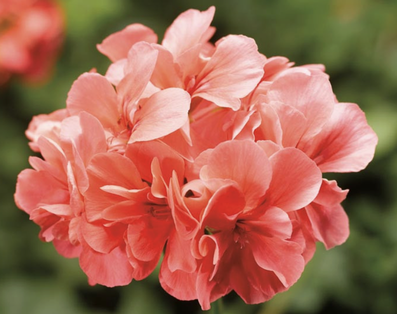 Pelargonium Peltatum ‘Salmon’ (Ivy Geranium)