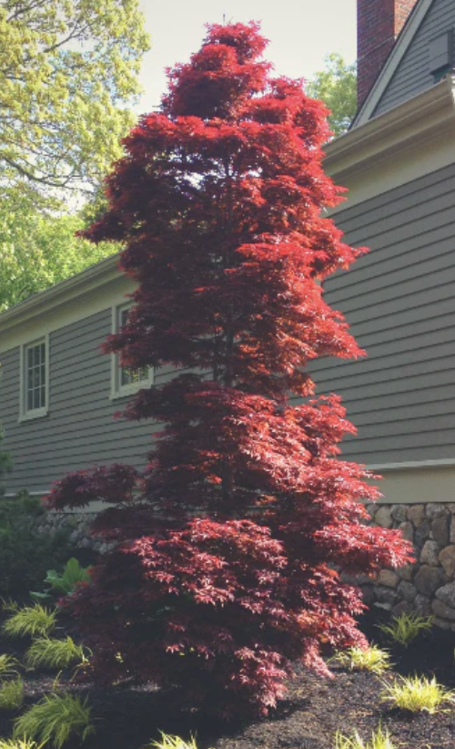 Acer palmatum ‘Red Sentinel’