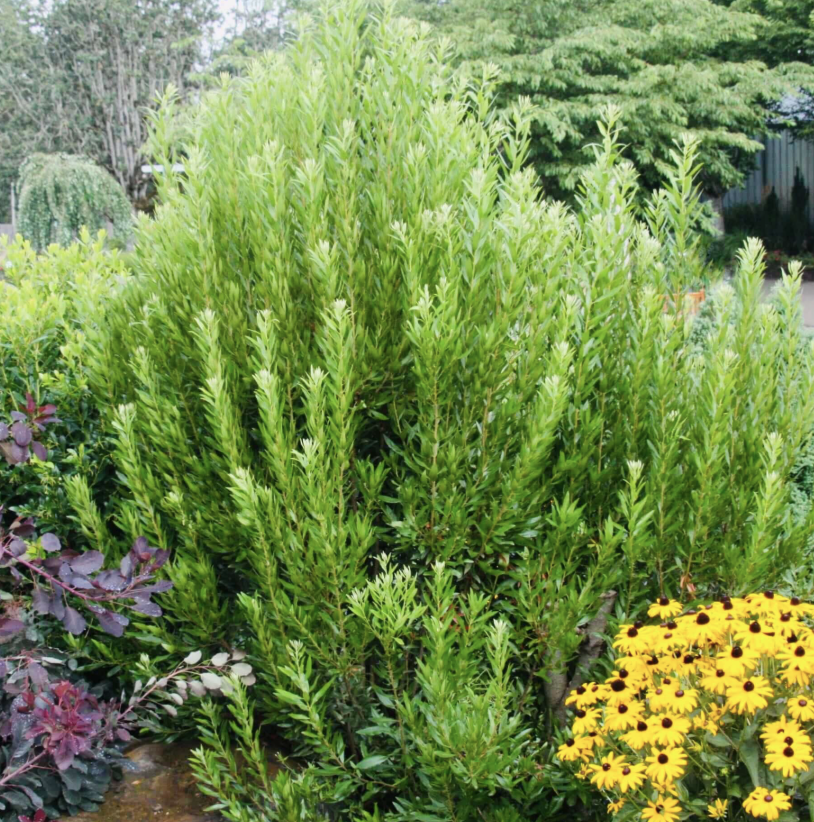 Myrica californica (Pacific Wax Myrtle)