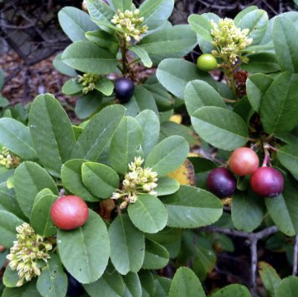Rhamnus californica (California Coffeeberry)