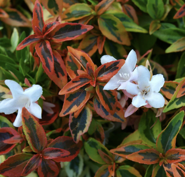 Abelia ‘Kaleidoscope’