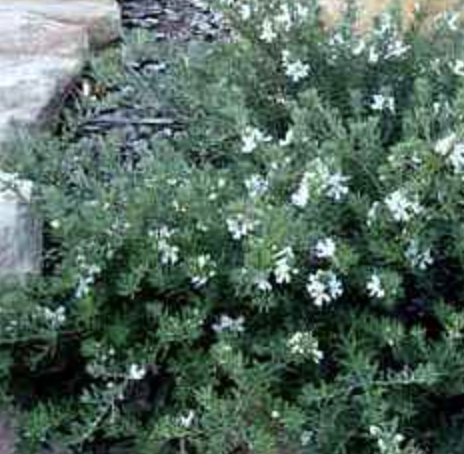 Westringia fruticosa ‘White’