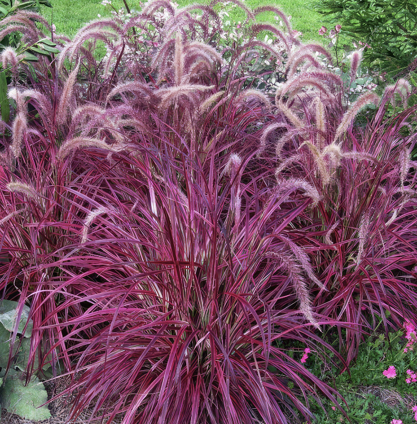 Pennisetum setaceum ‘Rubrum’ (Purple Fountain Grass)