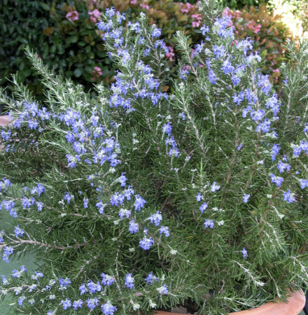 Rosmarinus officinalis ‘Roman Beauty’