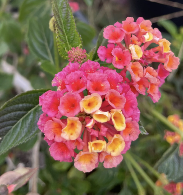 Lantana ‘Confetti’