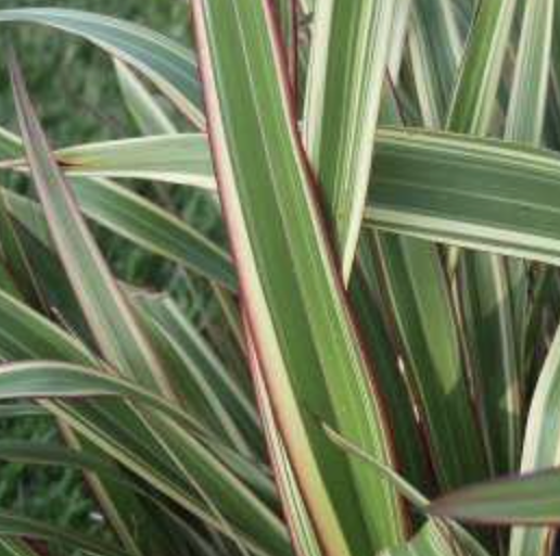 Phormium ‘Tricolor’