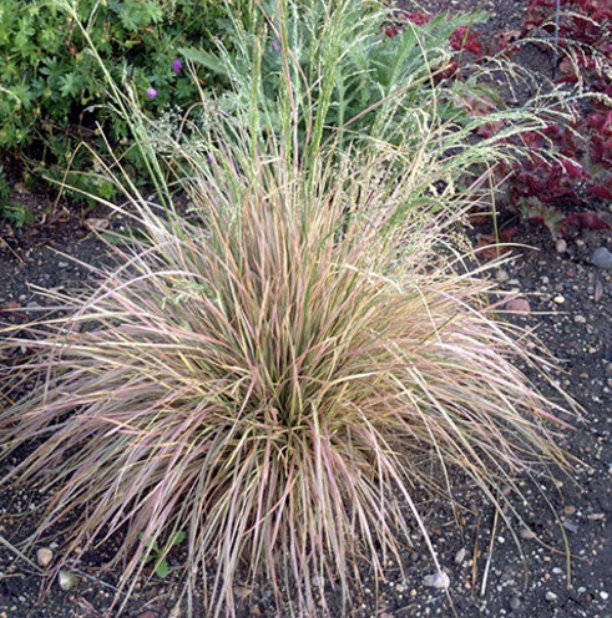 Deschampsia Cespitosa ‘Northern Lights’ (Tufted Hair Grass)