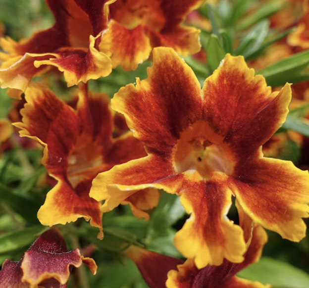 Mimulus ‘Jelly Bean Fiesta Marigold’ (Monkey Flower)