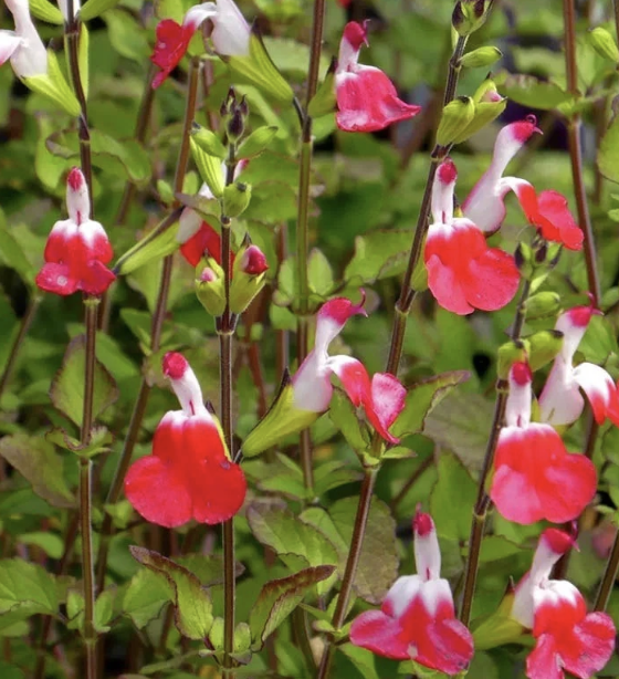 Salvia microphylla ‘Hot Lips’