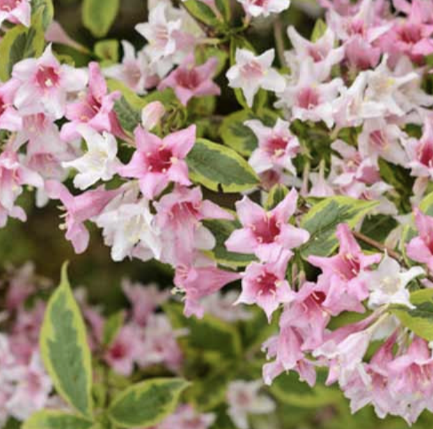 Weigela florida ‘Variegata’ (Variegated Weigela)