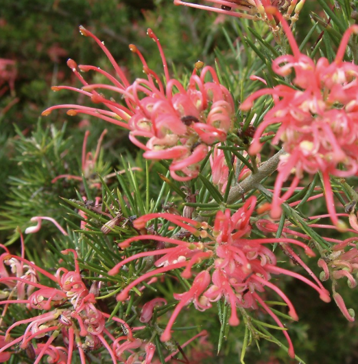 Grevillea ‘Noellii’