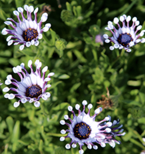 Osteospermum ‘Spider Purple’ (African Daisy)