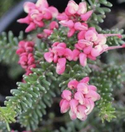 Grevillea lanigera ‘Mt. Tamboritha’