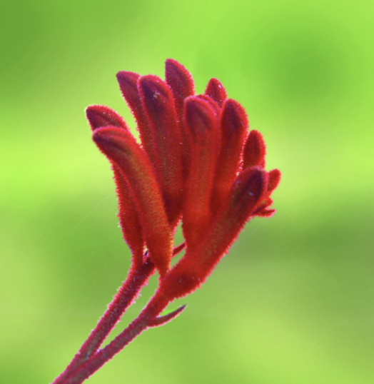 Anigozanthos ‘Bush Sunset’