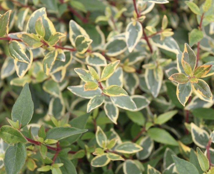 Abelia G. ‘Sunrise’