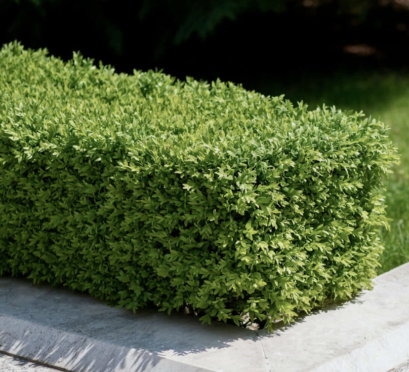 Buxus ‘Green Beauty’ (Boxwood)