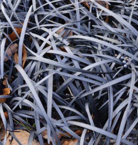 Ophiopogon P. ‘Nigrescens’ (Black Mondo Grass)