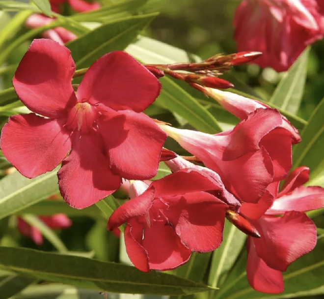 Nerium oleander ‘Single Red’ (Oleander)