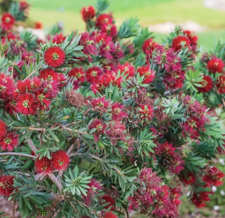 Callistemon viminalis ‘Little John’ (Dwarf Bottlebrush)