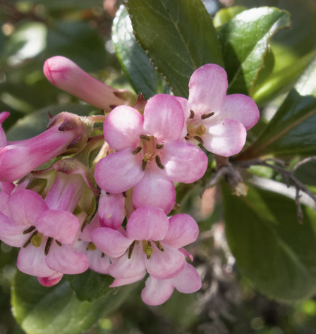 Escallonia × exoniensis ‘Fradesii’ (Escallonia)
