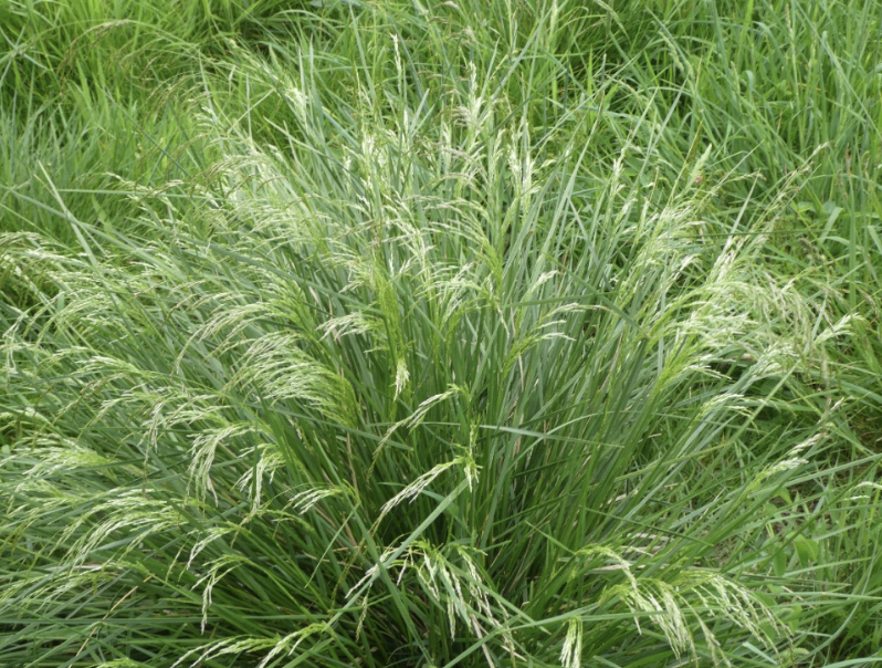 Deschampsia Cespitosa (Tufted Hair Grass)