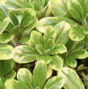 Pittosporum tenuifolium ‘Cream de Mint’