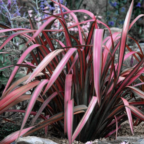 Phormium ‘Pink Panther’ (New Zealand Flax)
