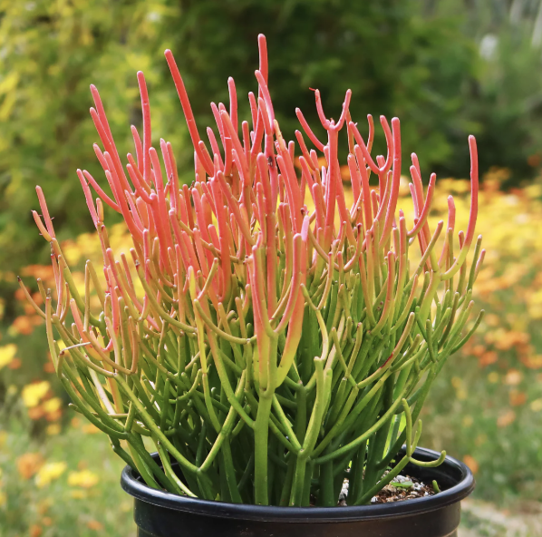 Euphorbia tirucalli ‘Sticks on Fire’ (Firesticks / Pencil Cactus)