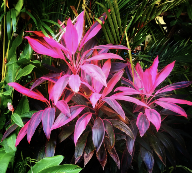 Cordyline fruticosa ‘Electric Pink’ (Ti Plant)