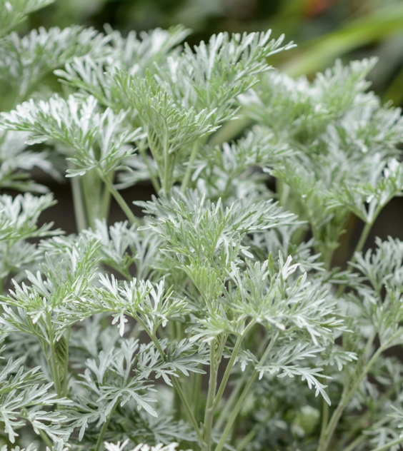 Artemisia ‘Powis Castle’