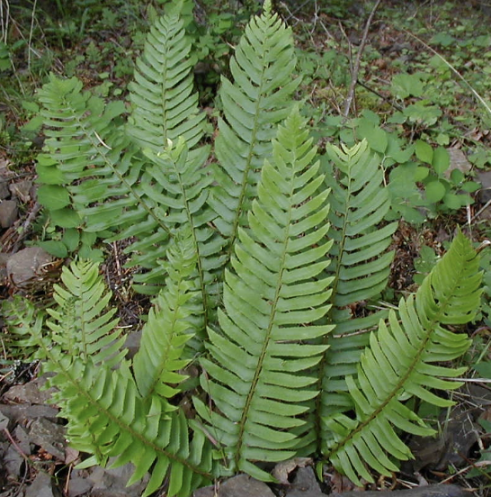 Polystichum munitum (Western Sword Fern)