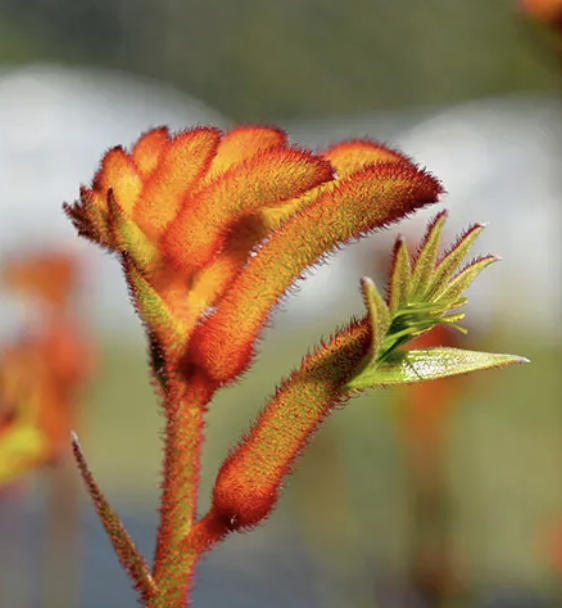 Anigozanthos ‘Bush Glow’