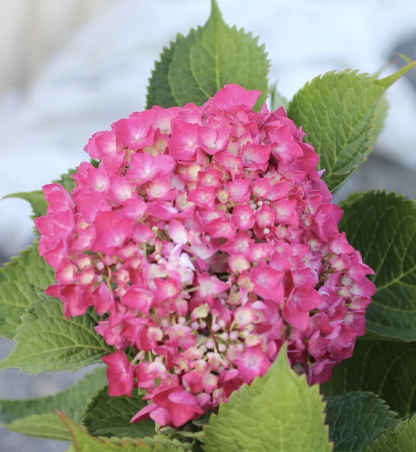 Hydrangea macrophylla ‘Leuchtfeuer’ (Bigleaf Hydrangea)