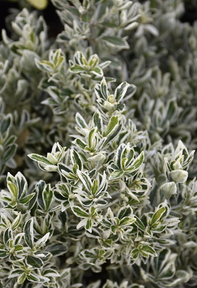 Euonymus J. ‘Silver Princess’