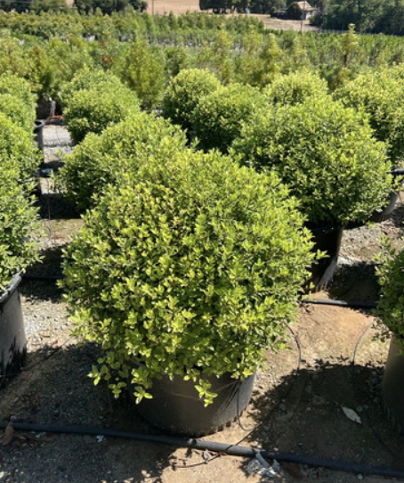 Pittosporum tobira ‘Beach Ball’