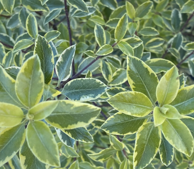 Pittosporum tenuifolium ‘Pirouette’