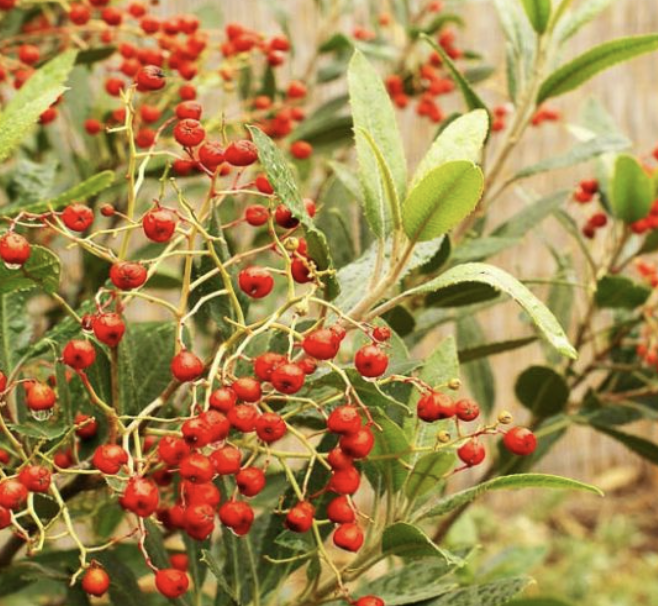Heteromeles Arbutifolia (Toyon / California Holly)