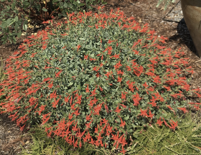 Epilobium ‘Mattole Select’