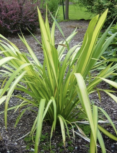 Phormium ‘Gold Sword’