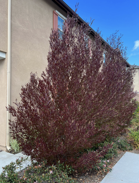 Dodonaea viscosa ‘Purpurea’ (Purple Hopseed Bush)