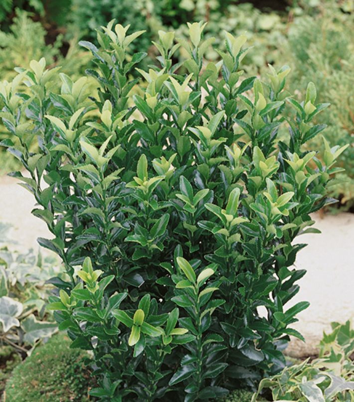 Euonymus japonicus ‘Green Spire’