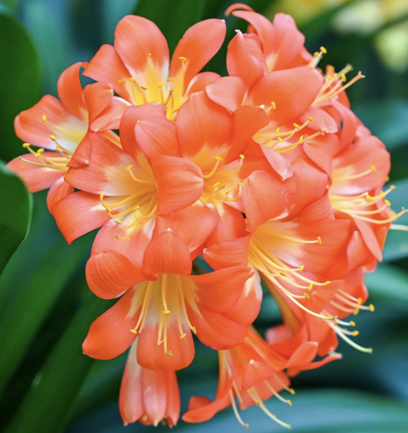 Clivia miniata Hybrid ‘Orange’ (Clivia)