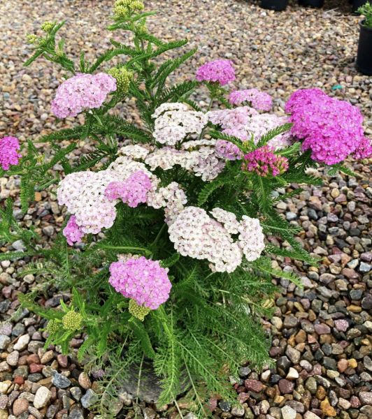 Achillea M. ‘Appleblossom’ (Yarrow)