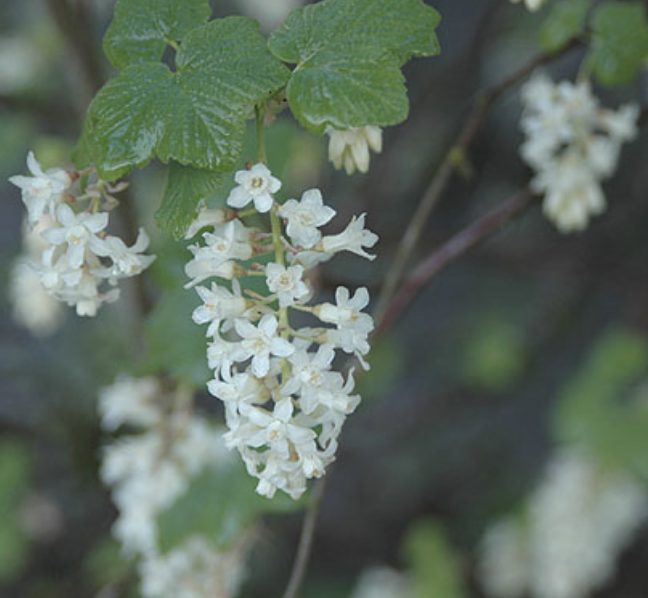 Ribes sanguineum ‘White Icicle’ (Flowering Currant)